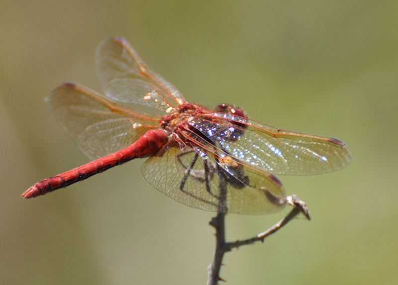 Dragonfly